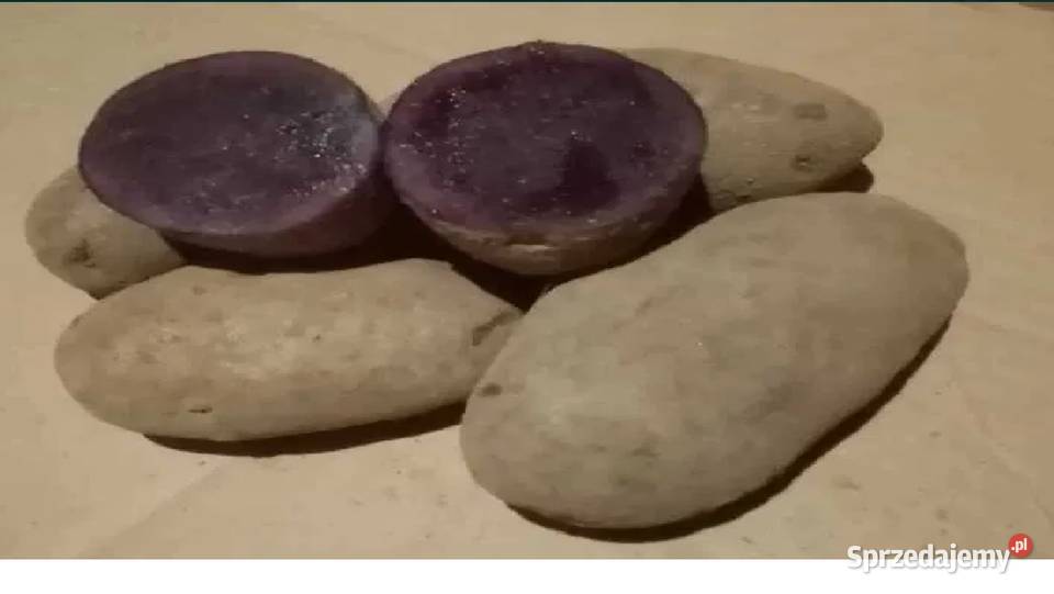 Ziemniaki fioletowe VITELOTTE jadalne i wielkość Rośliny okopowe Rolnictwo Działoszyce