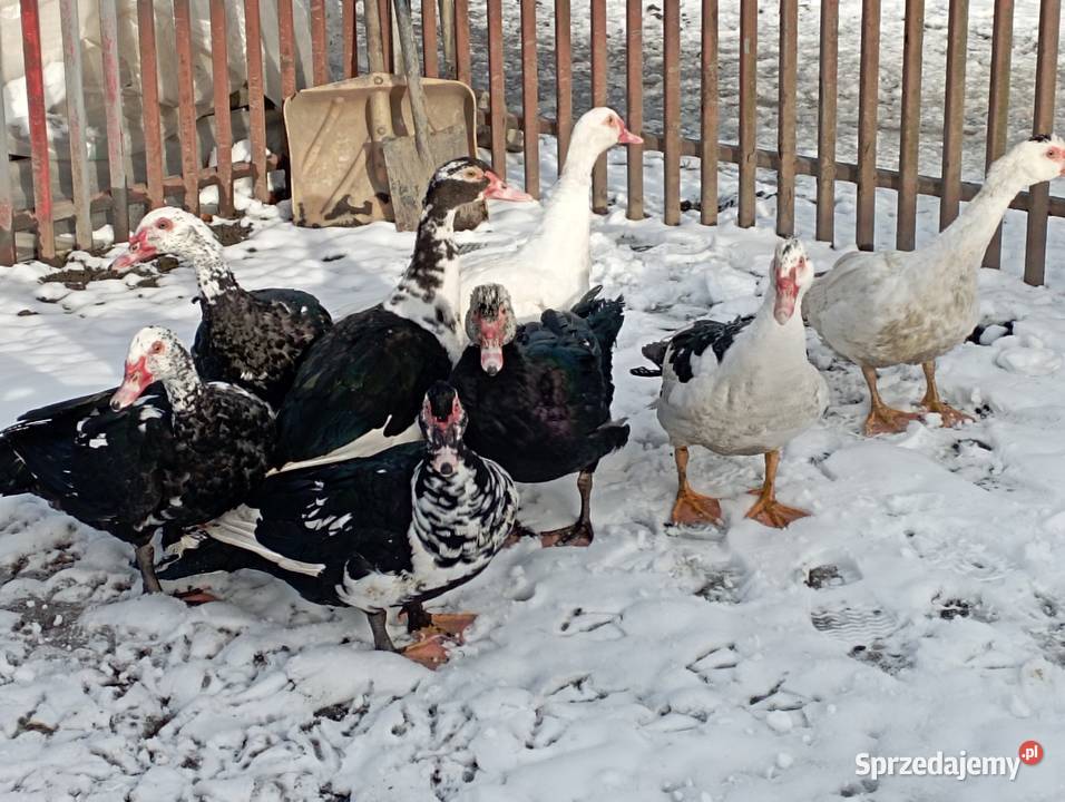 ŻYWE Kaczory Kaczki sporo sztuk MIX Do UbojuChów Golasowice