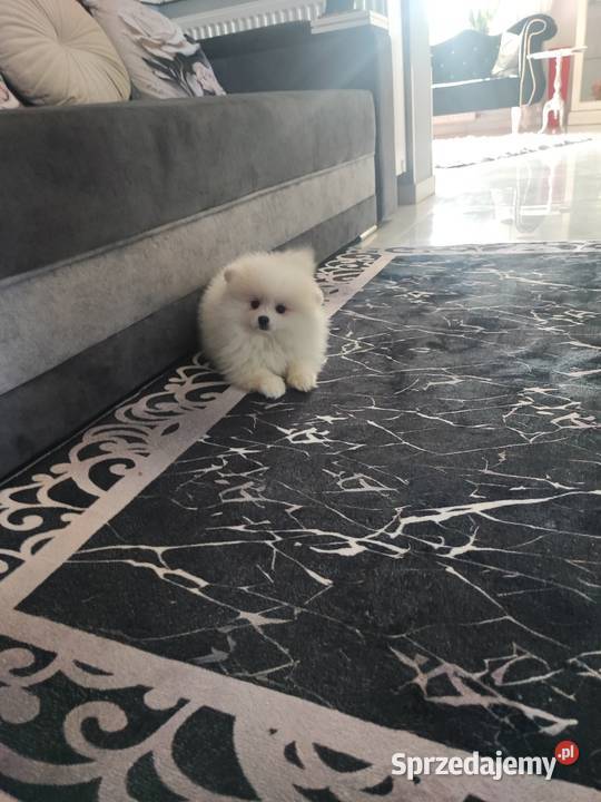 Pomeraniany suczki dolnośląskie Bolesławiec
