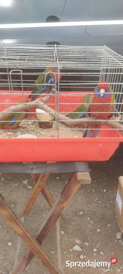 Papugi Rozele Królewskie Mińsk Mazowiecki