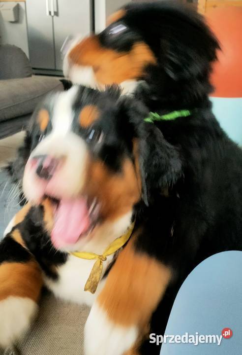 Berneński pies pasterski 4 pieski mazowieckie Zaścienie