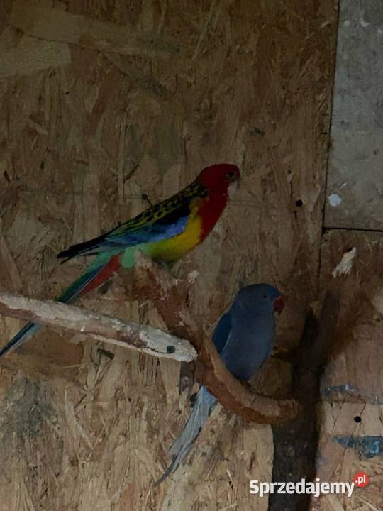 Rozelle Aleksandretty Ptaki Cianowice