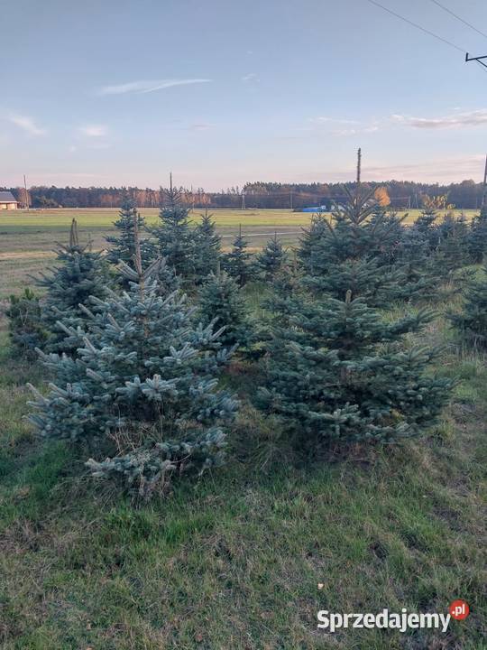 Choinka świąteczna Świerk Srebrny Ozimek