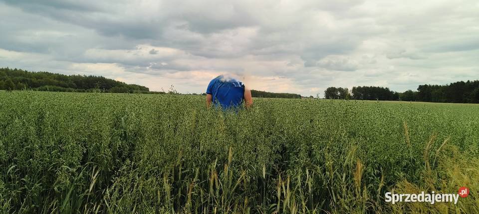 Sprzedam owies mieszankę zbożowa jarą 1 zbiór Zboża Wymysły