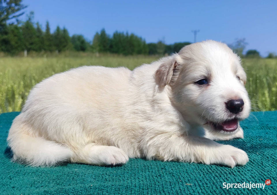 Border Collie Pies maści EERED dokumenty hod Iwonicz