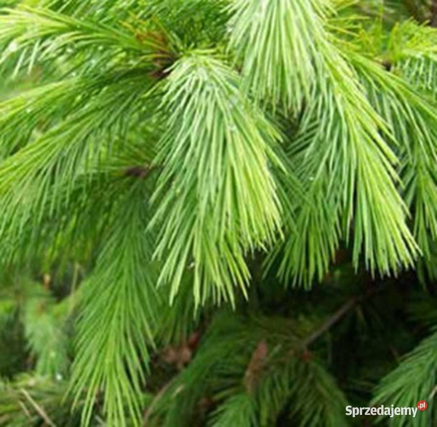 ŚWIERK HIMALAJSKI Picea smithiana NASIONA 7000 Lubanie