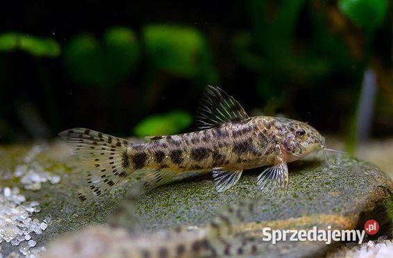 Aspidoras spilotus C125 kirys kirysek WYSYŁKA