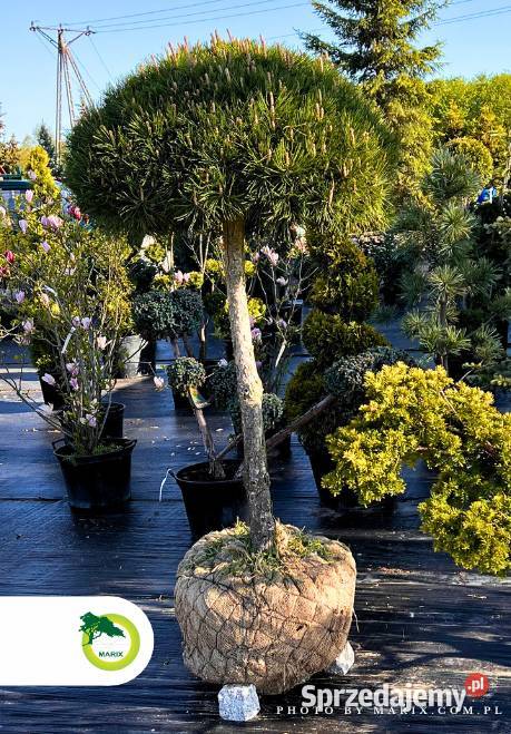 Bonsai Pinus Nigra 150 łódzkie