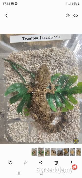 Gekon murowy samiczka Koszalin