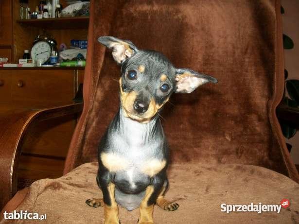 RATLEREK miniaturka Kraków