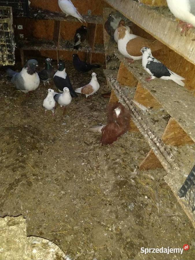 Gołębie pocztowe ozdobne Perukarz samiec Cyców