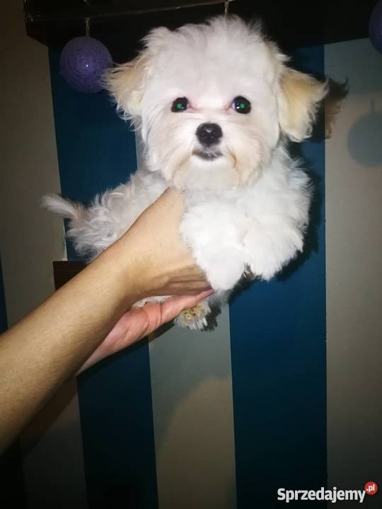 Maltańczyki z rodowodem typ koreański mazowieckie Warszawa