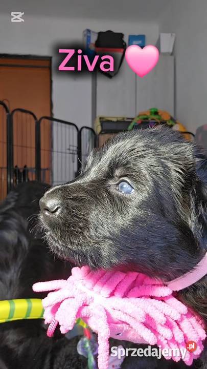 Owczarki Staroniemieckie czarne szczeniaczki Puławy sprzedam