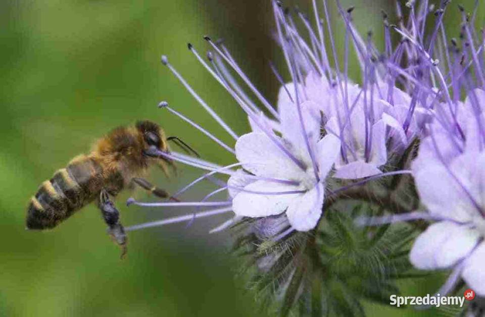 Facelia uprawa pszczół poradnik Małogoszcz