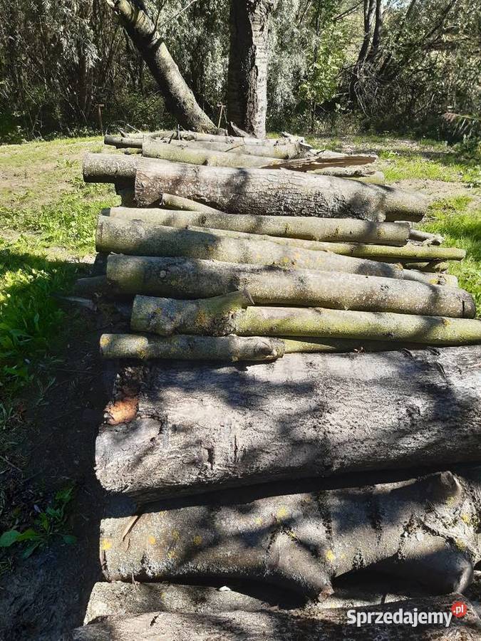 Drzewo jesion podkarpackie Wola Zdakowska