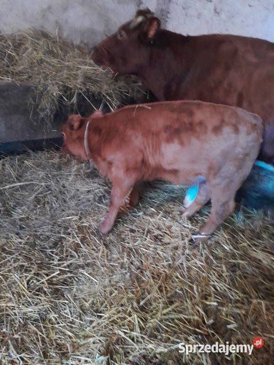 Sprzedam cielę z małego gospodarstwa Bodzentyn sprzedam