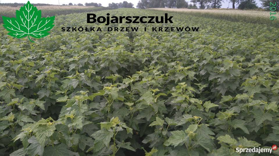 Sadzonki porzeczki czarnej TIHOPE licencja Stary Pożóg