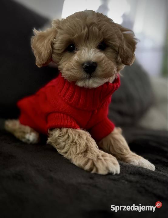 Maltipoo ciemny chłopiec gotowe do odbioru Wadowice