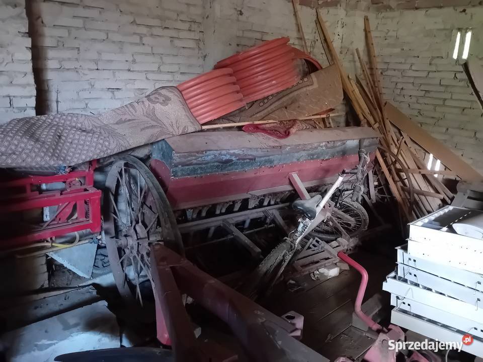 Siewnik konny półtorak Uchanie