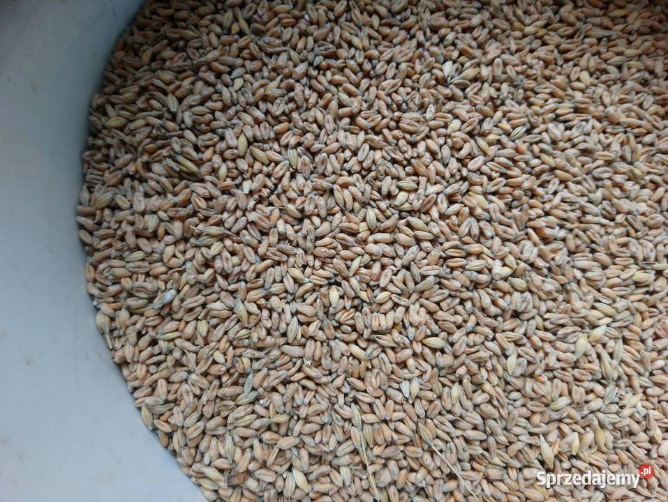 Pszenica ekologiczna jara MonsunSprzedaż jedynie świętokrzyskie Bukowa sprzedam