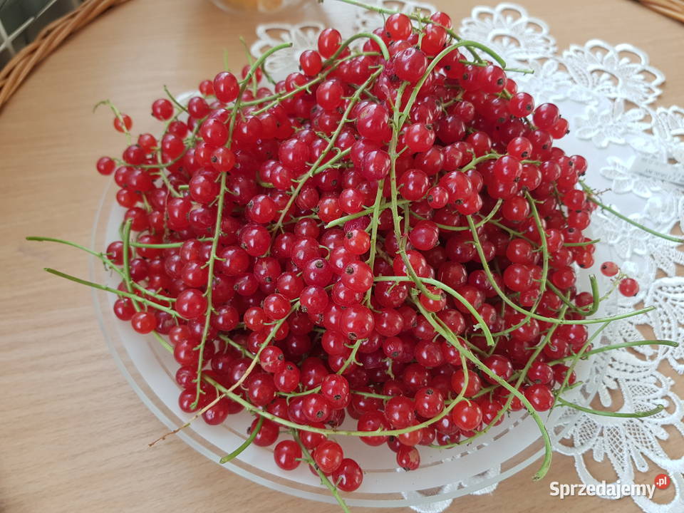 Sprzedam Czerwoną Porzeczkę Bukówka sprzedam