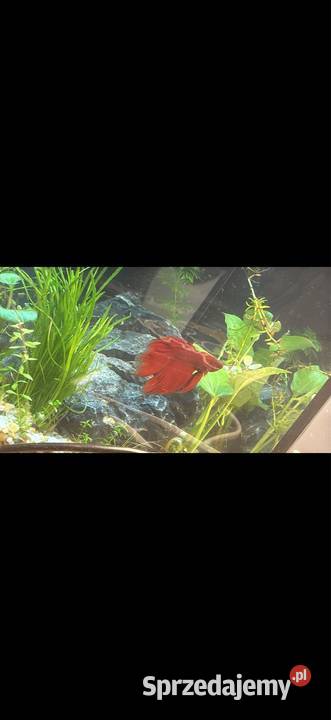 Bojownik czerwony śląskie Tychy