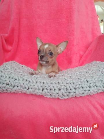 Urocze Chihuahua XXS Szukaja Kochajacego Domu Chihuahua Warszawa