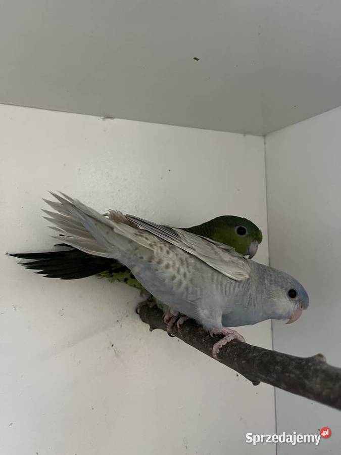 Stokówki Prążkowane Katarzynki Przeworsk