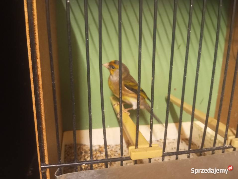 Sprzedam kanarka samca Gródek nad Dunajcem