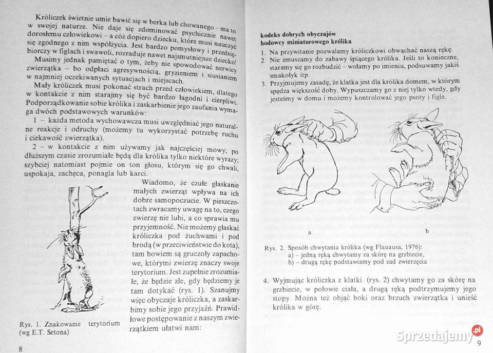 Królik miniaturowy Maria Taborska Chełm