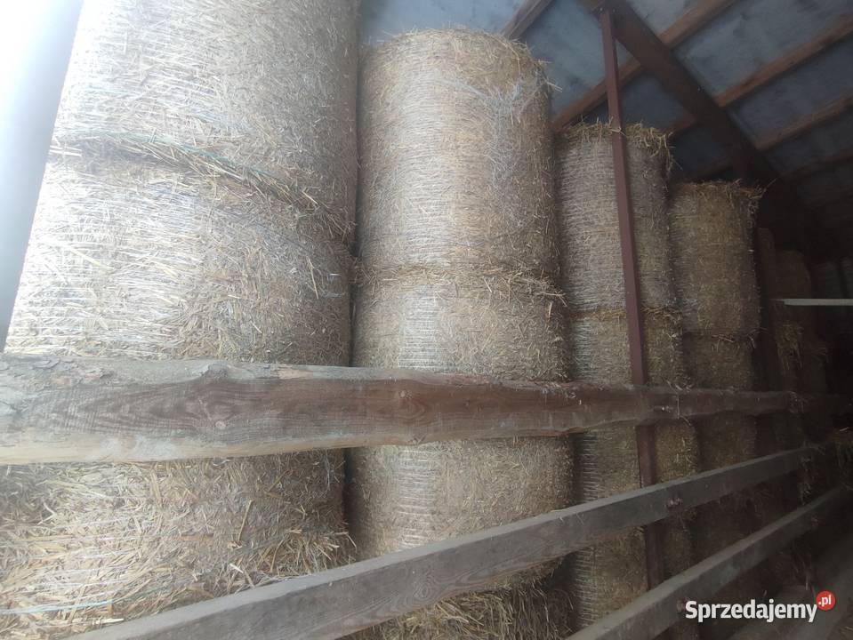 Słoma sucha koni Produkcja roślinna łódzkie Zduńska Wola