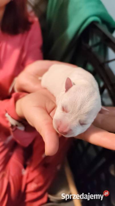 Sznaucerki szukają nowego domu