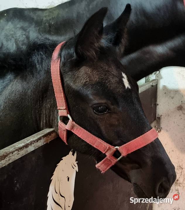 Kary ogier odsadek na sprzedaż Rokutów