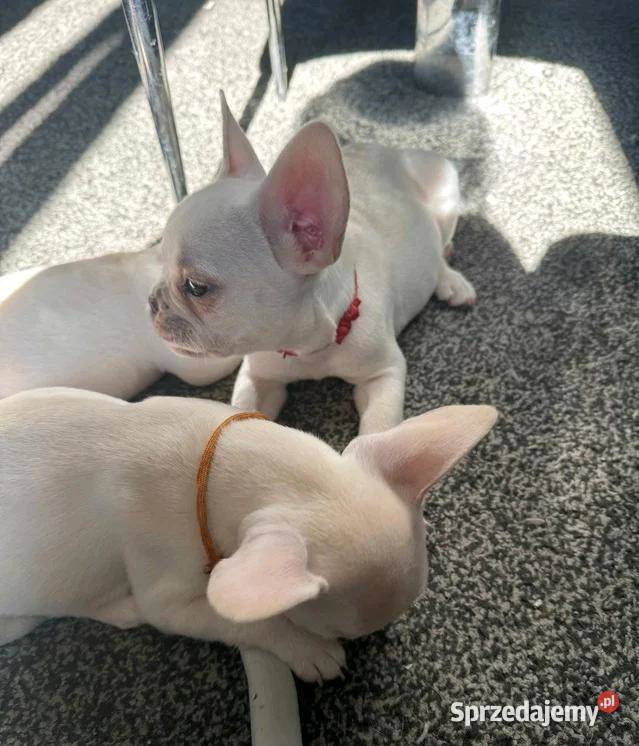 Buldog francuski gotowy na narodziny sprzedam