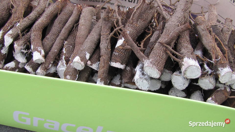 Sadzonki korzeniowe paulowni Hybryda 9503 Rośliny