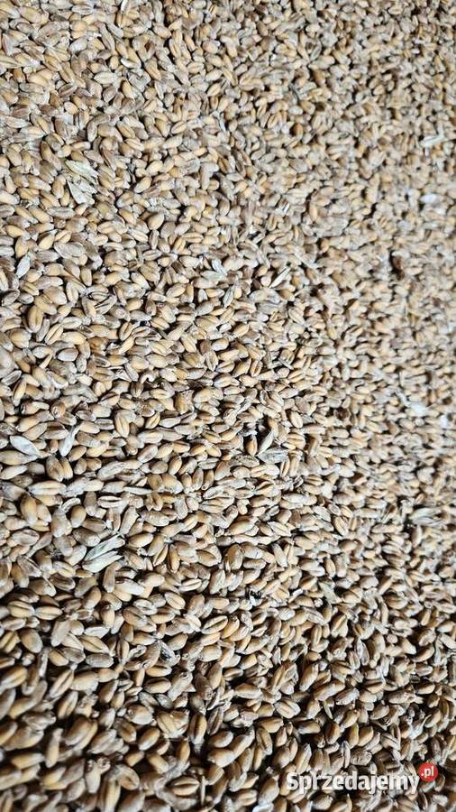 Pszenica ozima zbiór 2025 Matygi