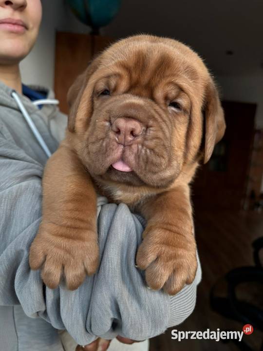 Szczeniak Dogue de Bordeaux Szydłowiec sprzedam