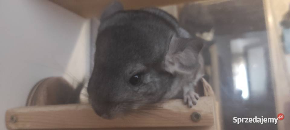 Małe Szynszle 2 miesiące Gryzonie Jastrzębie-Zdrój