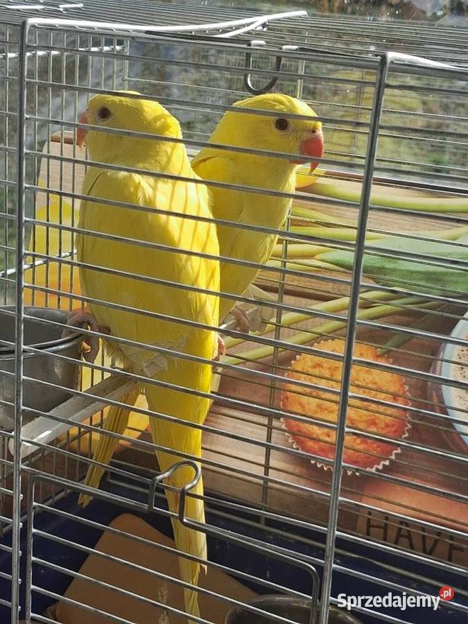 Akejsandreta obrozna lutino recznie karmiona