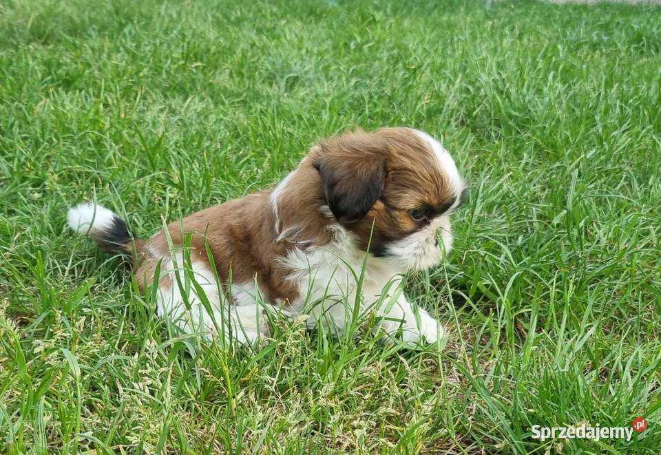 Piesek SHIH TZU do rezerwacji łódzkie Piotrków Trybunalski