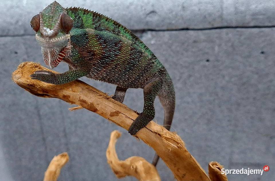 Kameleon lamparci samiczka Wołomin