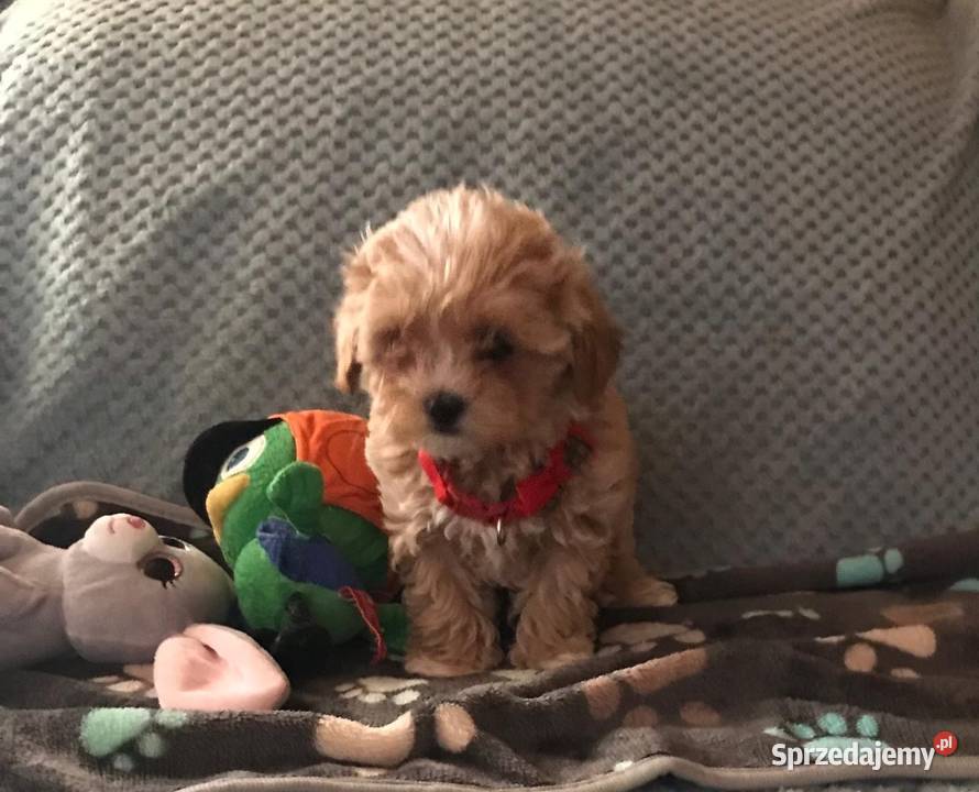 Maltipoo szczeniaczki malutkie pudel