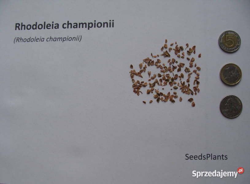RHODOLEIA CHAMPIONII Rhodoleia championii Lubanie sprzedam