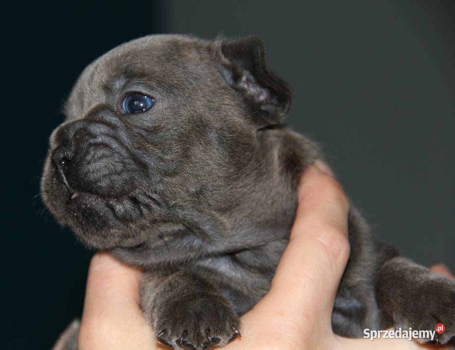 Buldog Francuski niebieskie chłopaki Kędzierzyn-Koźle