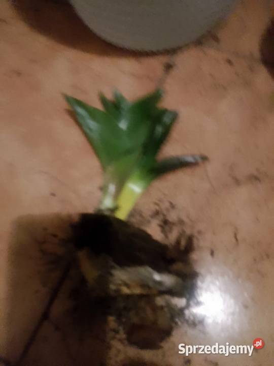 Zimowit Jasny fiolet Łubiana sprzedam