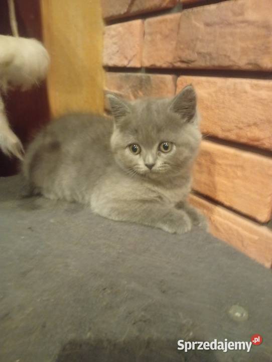 Kotka brytyjska niebieska małopolskie Proszowice