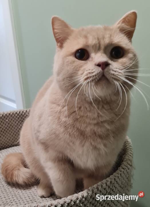 Kocur brytyjski kremowy sprzedam