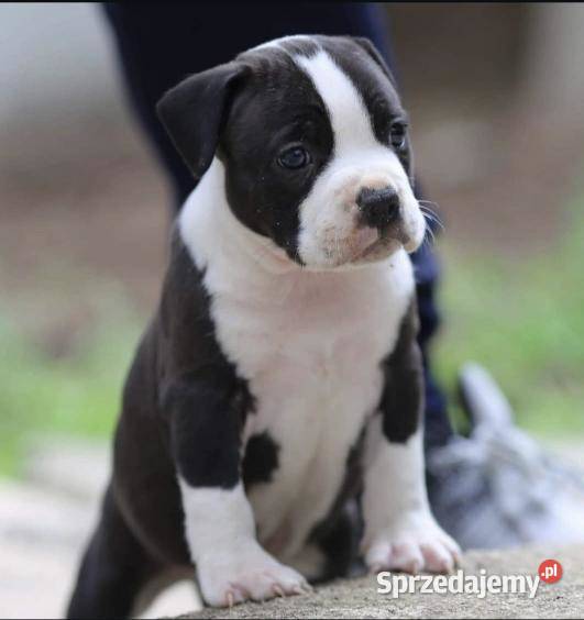 American Staffordshire Terrier szczenięta Amstaff małopolskie Wapienne sprzedam