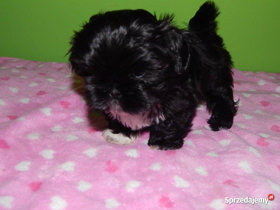 Shih Tzu Prześliczne Biało Czarne i Czarne sprzedam