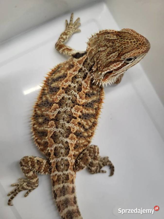 Agama Brodata Czerwona Sklep Zoologiczny śląskie Katowice sprzedam